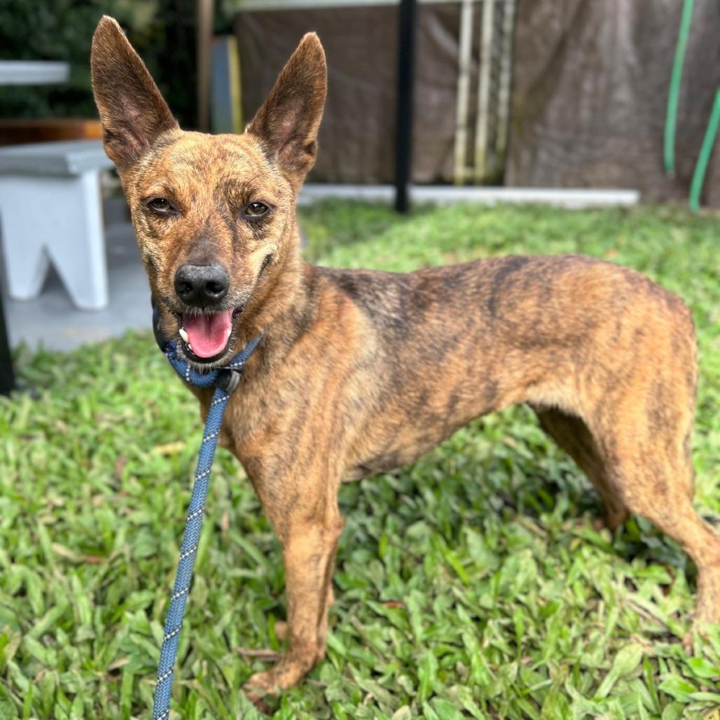 Puppy, Adoptable, Senior Male Rat Terrier & Boxer.