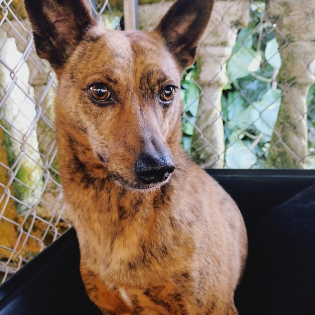 Enlarge Puppy, a Adoptable mixed breed in San Juan, PR image 2/3