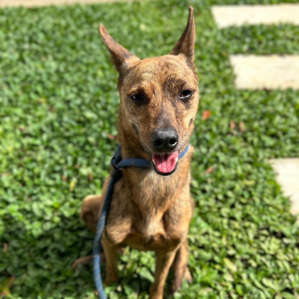 Enlarge Puppy, a Adoptable mixed breed in San Juan, PR image 3/3