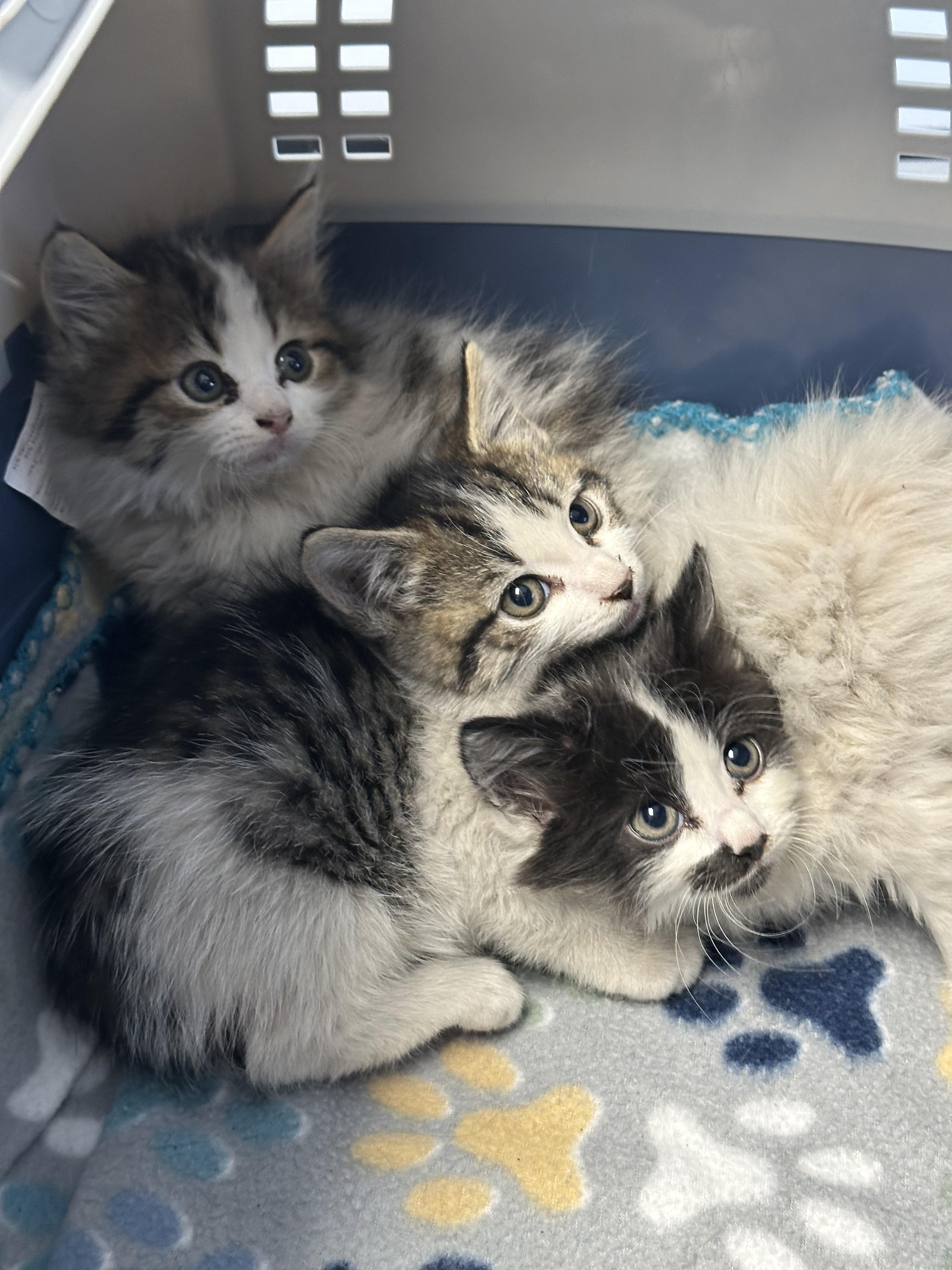 Nami, Adopted, Young Female Domestic Medium Hair.