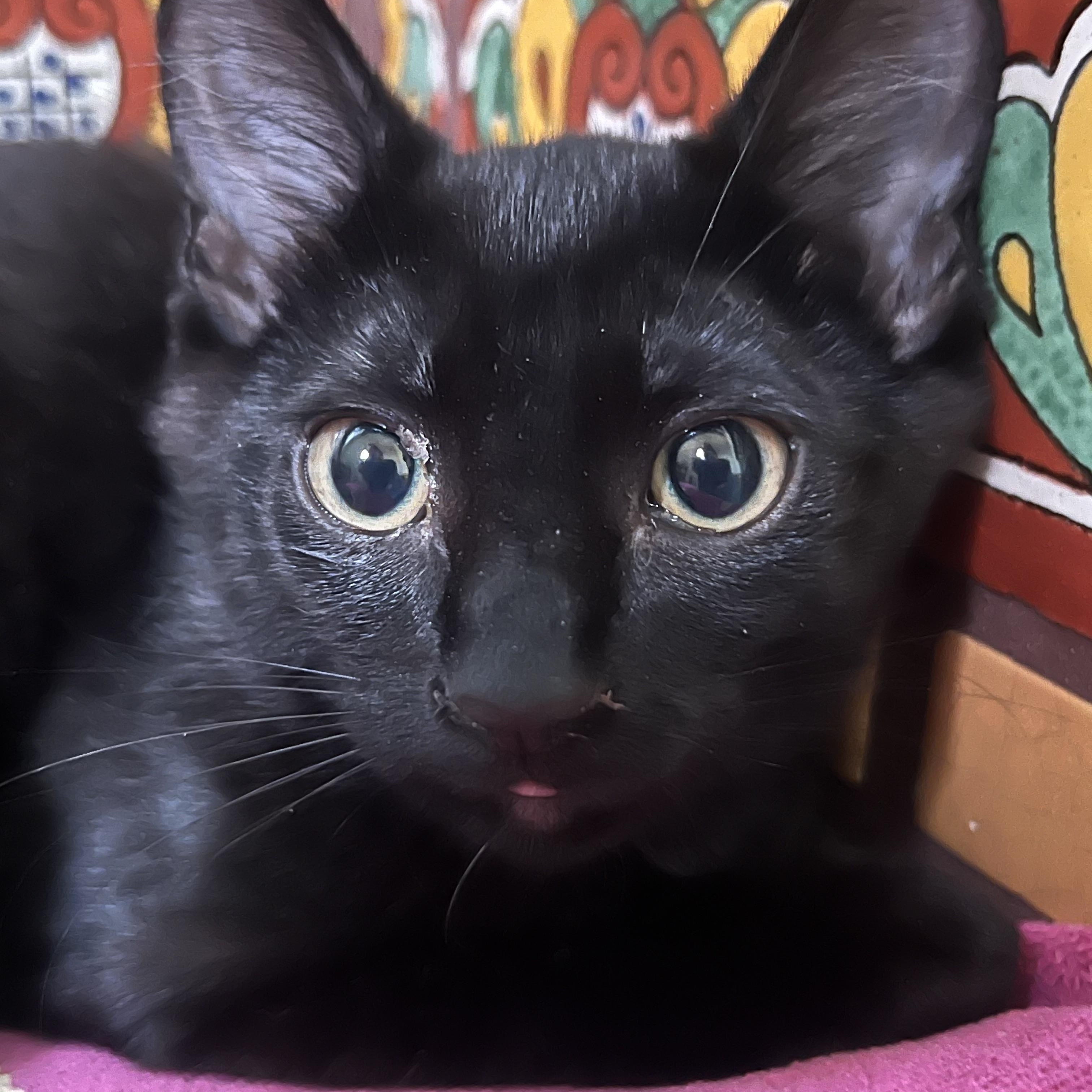 Enlarge Twilight, a Adoptable American Shorthair in Los Angeles, CA image 4/6