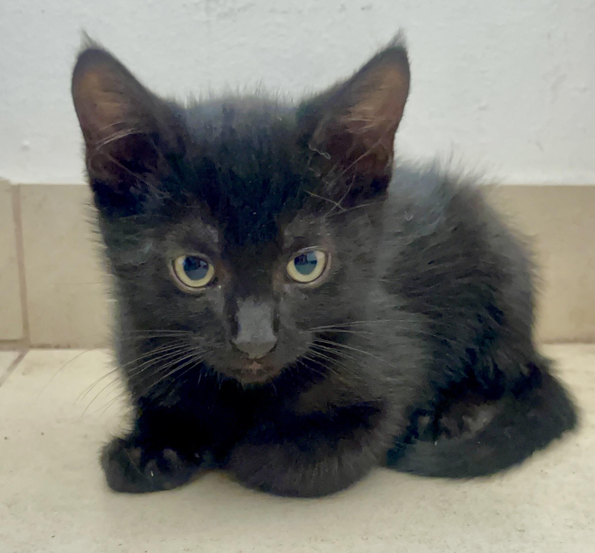 Enlarge Twilight, a Adoptable American Shorthair in Los Angeles, CA image 2/6