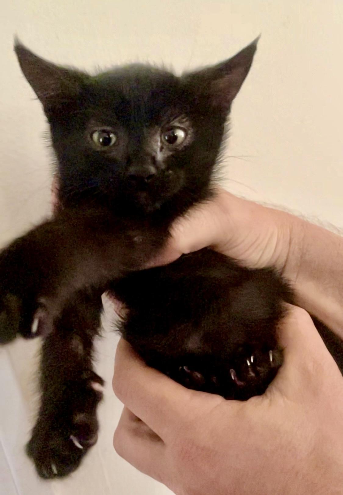 Enlarge Twilight, a Adoptable American Shorthair in Los Angeles, CA image 3/6