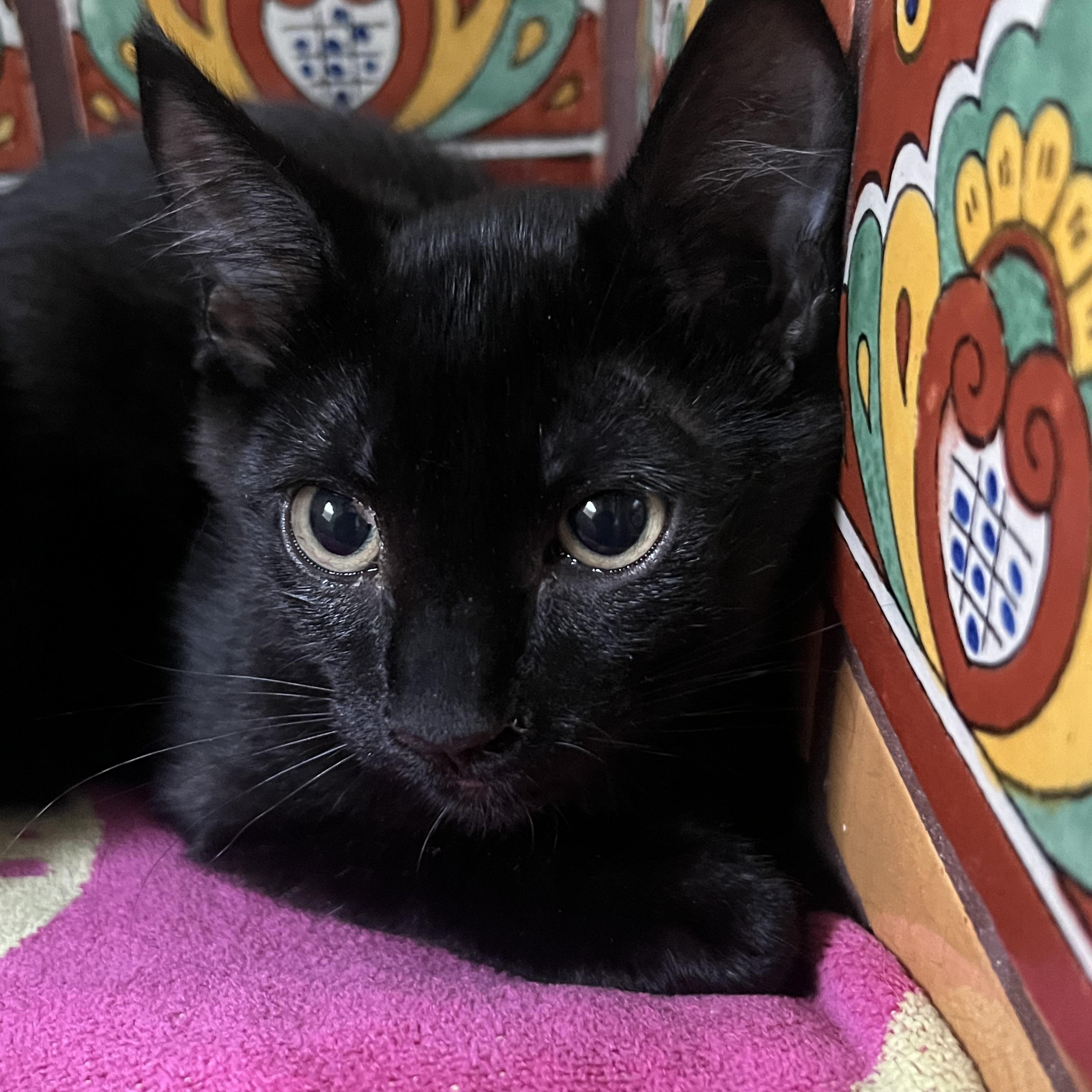 Enlarge Twilight, a Adoptable American Shorthair in Los Angeles, CA image 1/6
