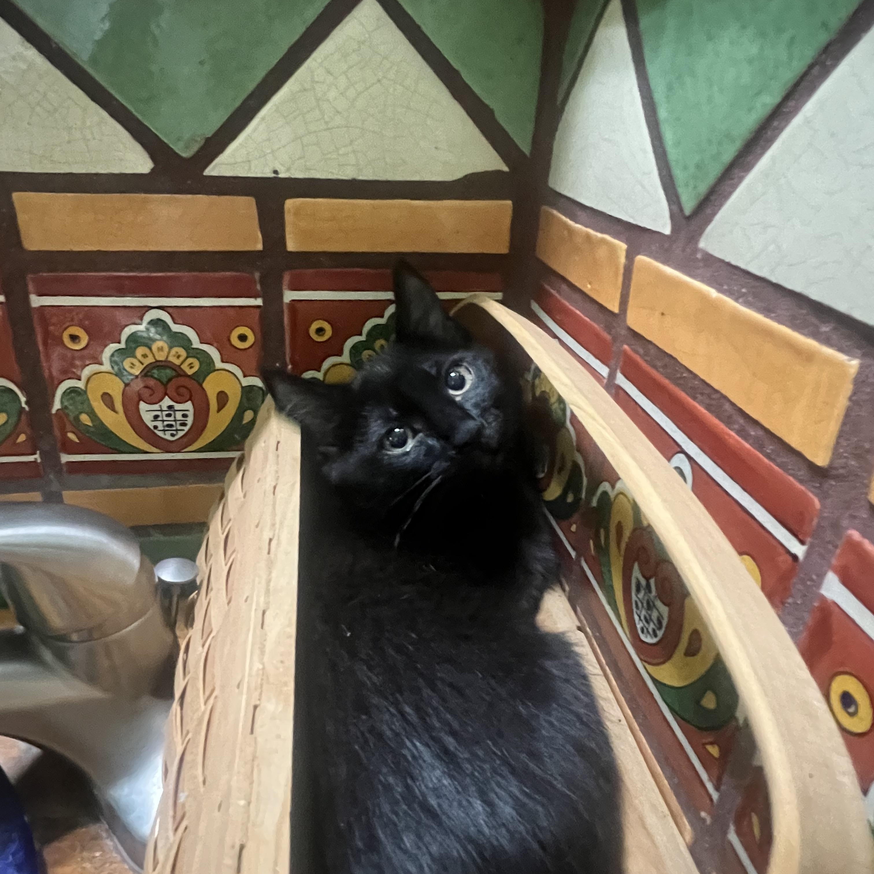 Enlarge Twilight, a Adoptable American Shorthair in Los Angeles, CA image 6/6