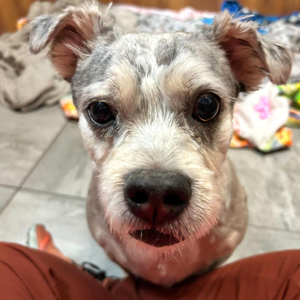 Wilbur, Adoptable, Adult Male Terrier.
