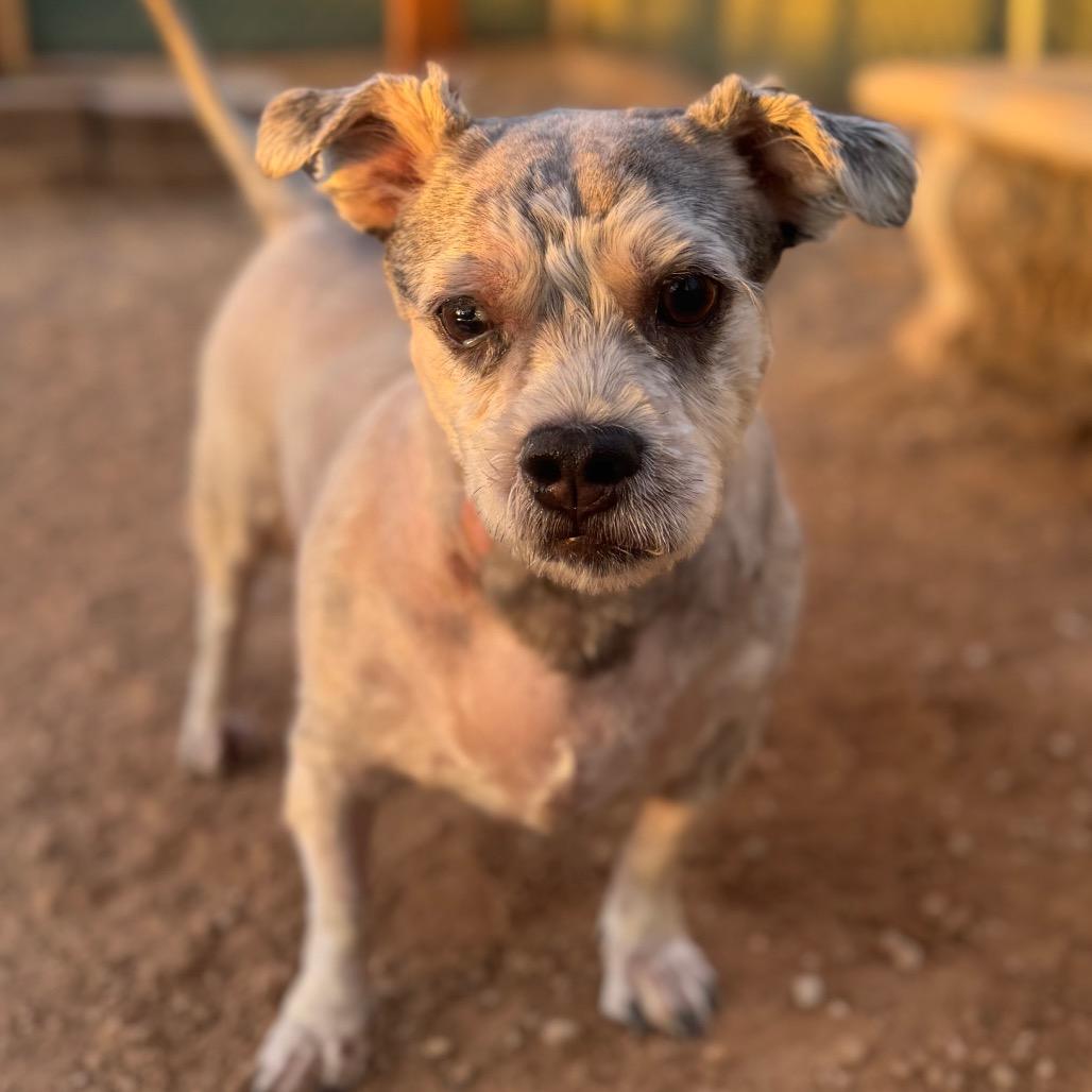 Enlarge Wilbur, a Adoptable Terrier in Las Vegas, NV image 2/4