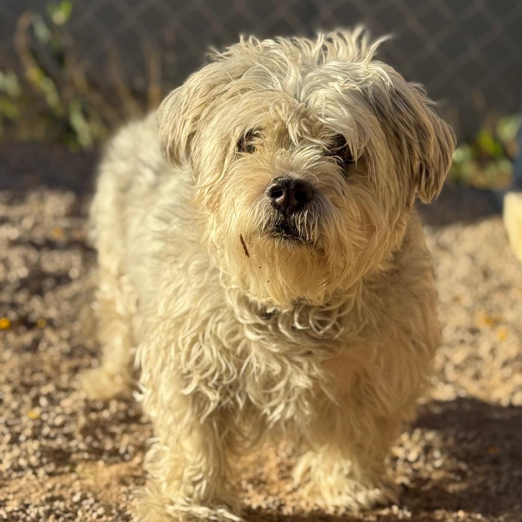 Enlarge Wilbur, a Adoptable Terrier in Las Vegas, NV image 3/4