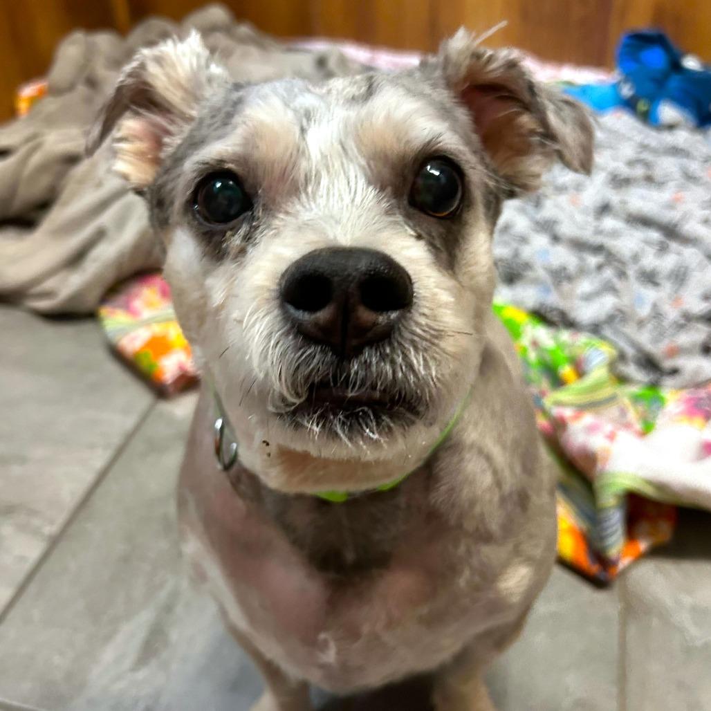 Enlarge Wilbur, a Adoptable Terrier in Las Vegas, NV image 4/4