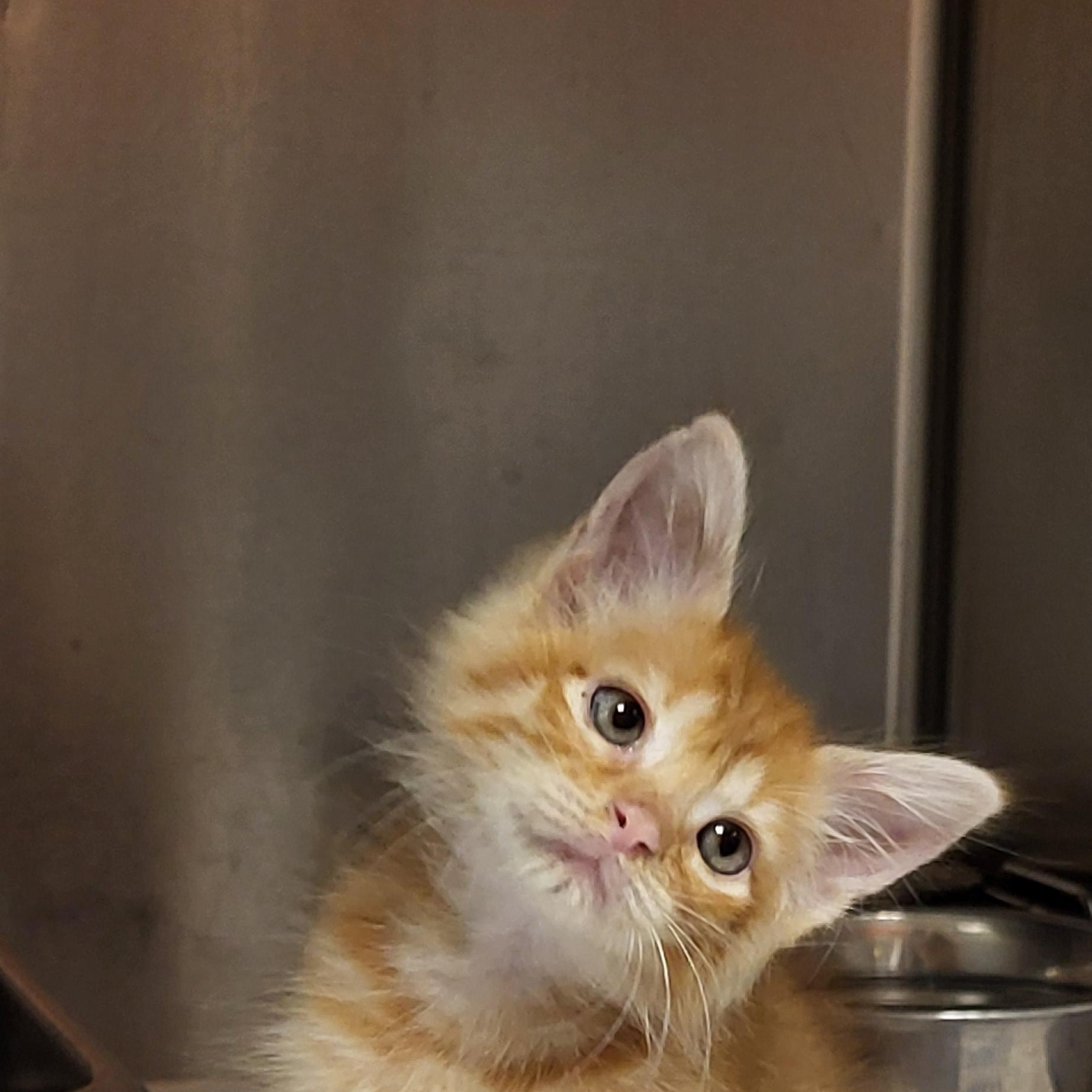 Tot, Adopted, Kitten Male Domestic Medium Hair.