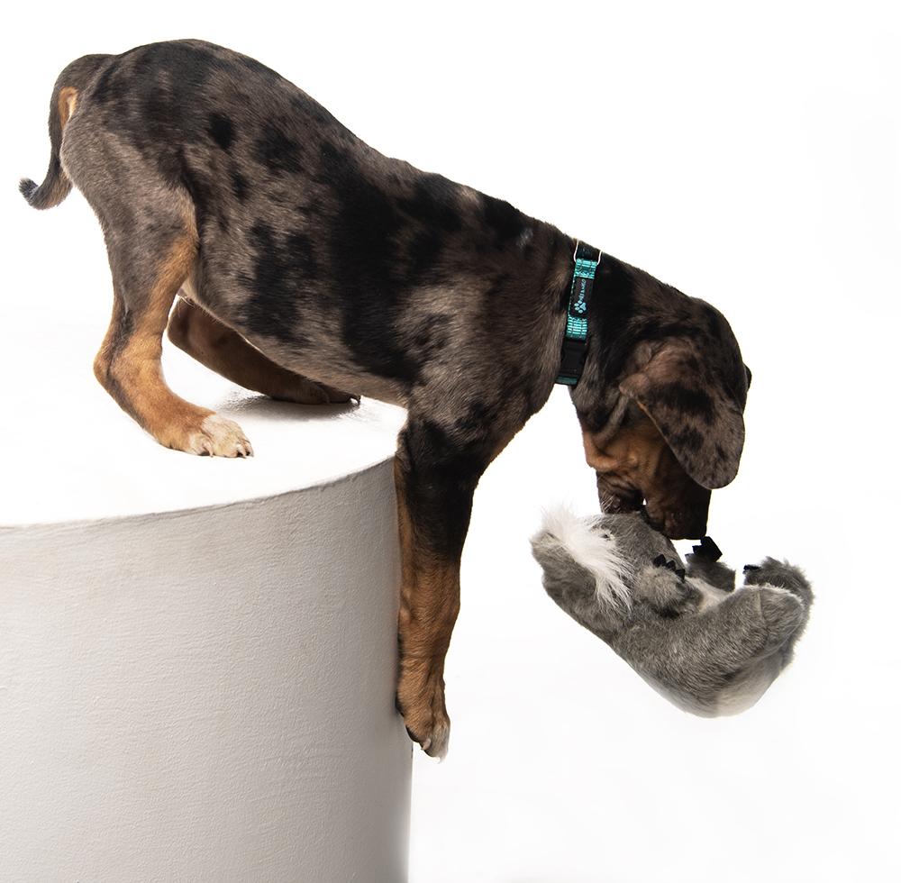 Silas, an adopted mixed breed in Utica, NY image 4/5