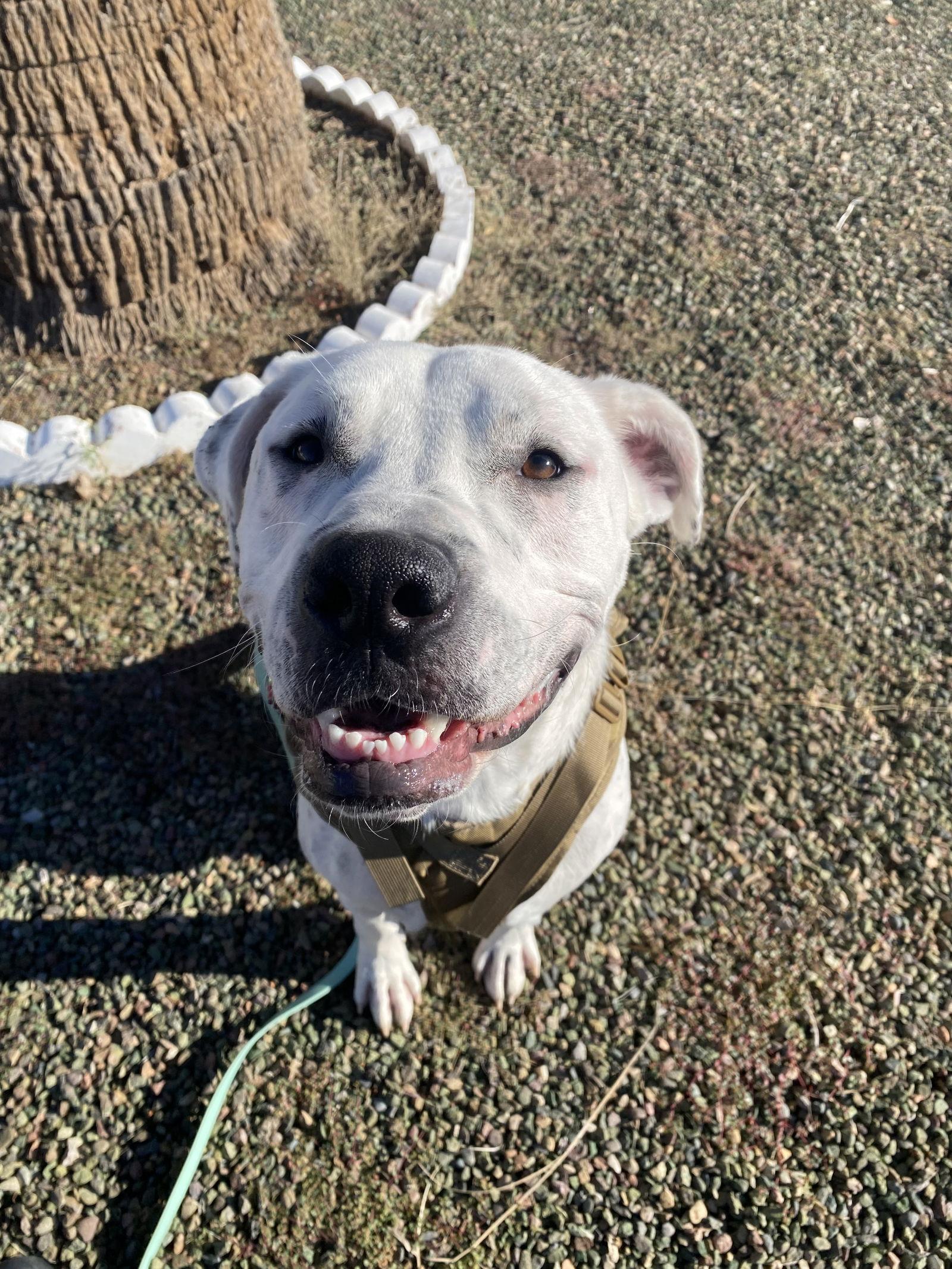 Enlarge ATTICUS, a Adoptable mixed breed in Chandler, AZ image 1/3
