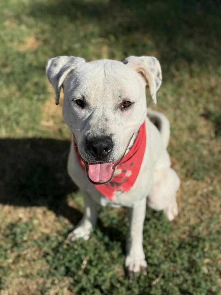 Enlarge ATTICUS, a Adoptable mixed breed in Chandler, AZ image 2/3