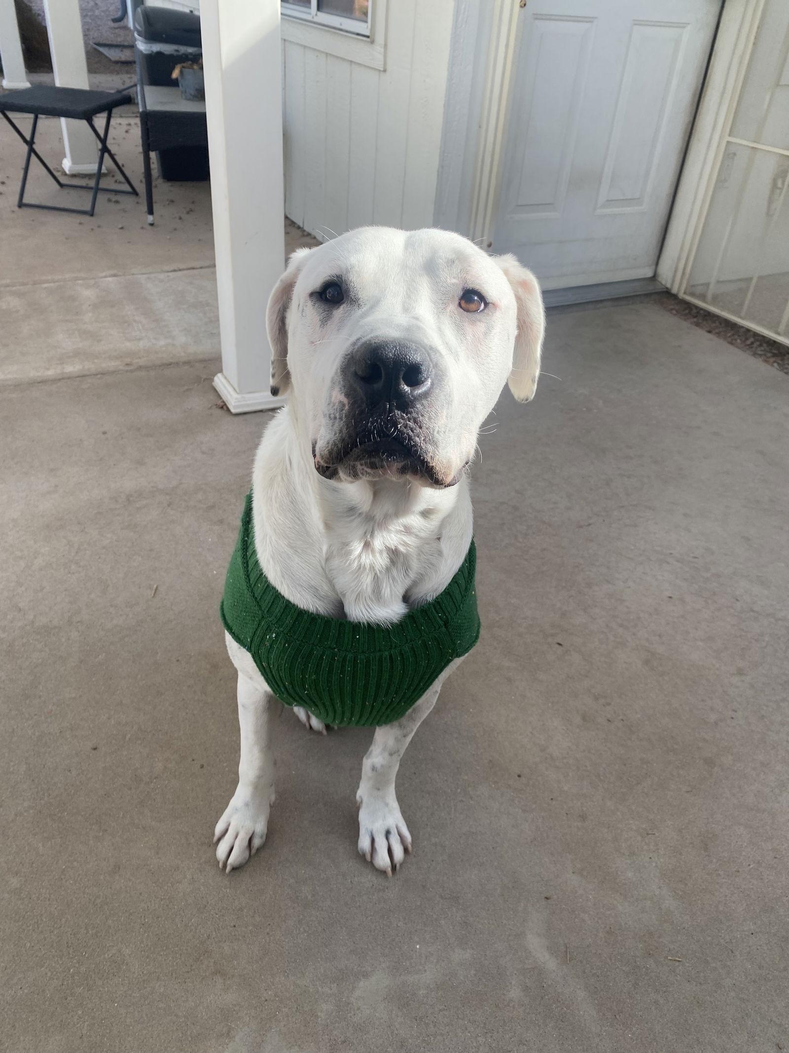 Enlarge ATTICUS, a Adoptable mixed breed in Chandler, AZ image 3/3