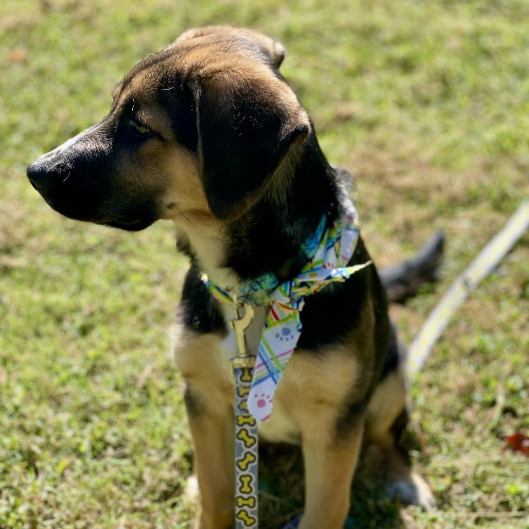 Enlarge Ranger, a Adoptable mixed breed in Summerfield, NC image 1/4