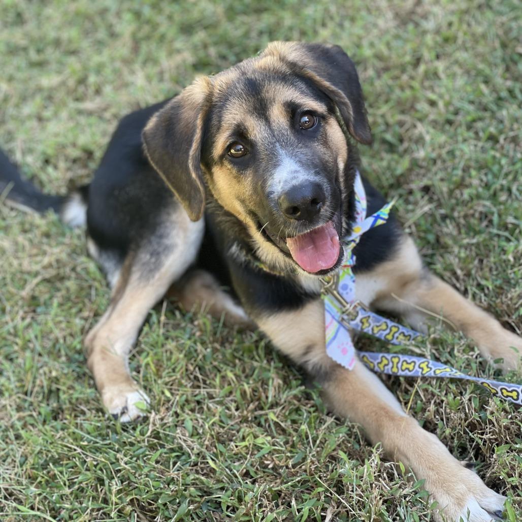 Enlarge Ranger, a Adoptable mixed breed in Summerfield, NC image 2/4