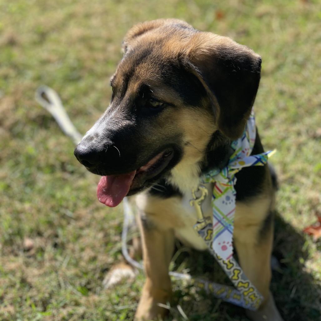 Enlarge Ranger, a Adoptable mixed breed in Summerfield, NC image 3/4