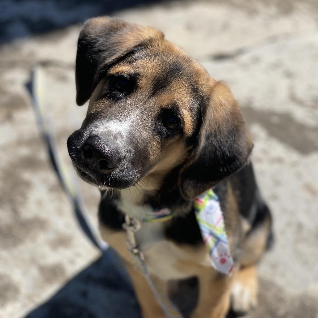 Enlarge Ranger, a Adoptable mixed breed in Summerfield, NC image 4/4