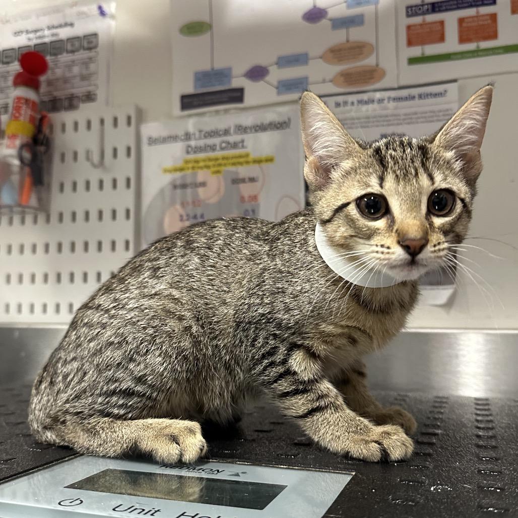 Alabama (WHT), Adoptable, Kitten Female Domestic Short Hair & Domestic Short Hair.