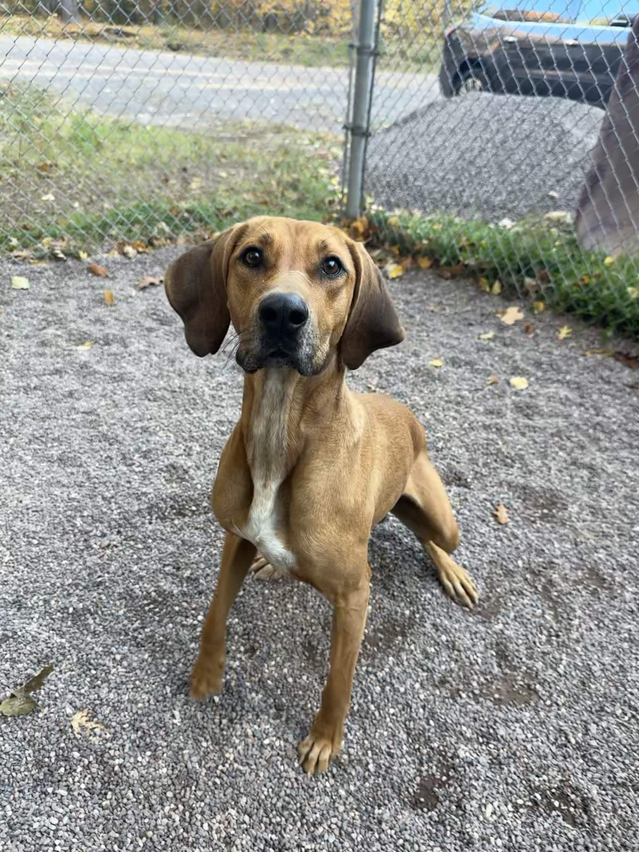 Enlarge Waldo, a Adoptable mixed breed in Houghton, MI image 1/5