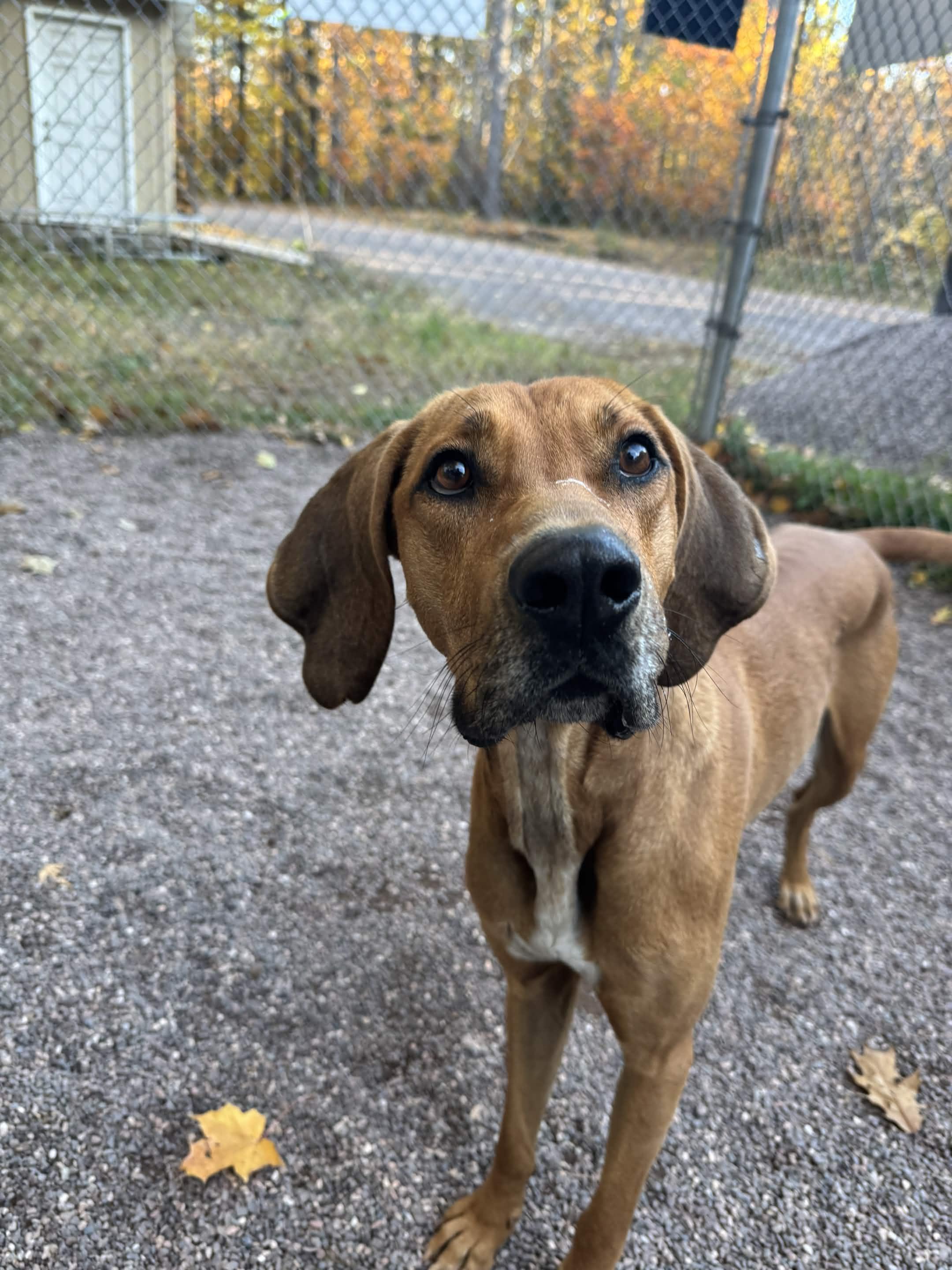Enlarge Waldo, a Adoptable mixed breed in Houghton, MI image 5/5