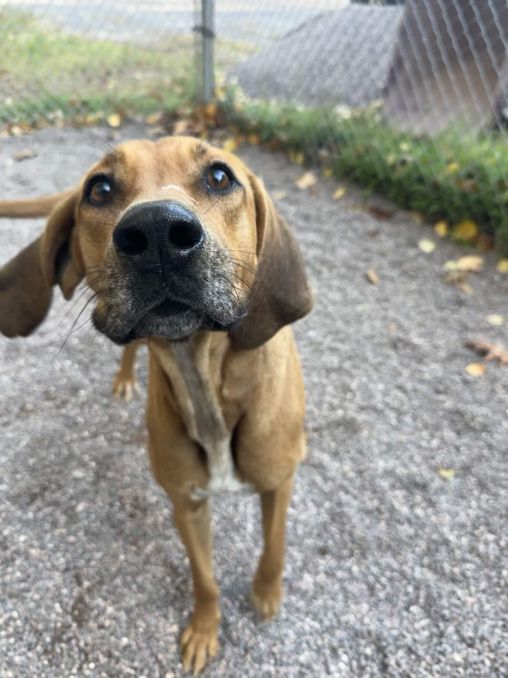 Enlarge Waldo, a Adoptable mixed breed in Houghton, MI image 4/5