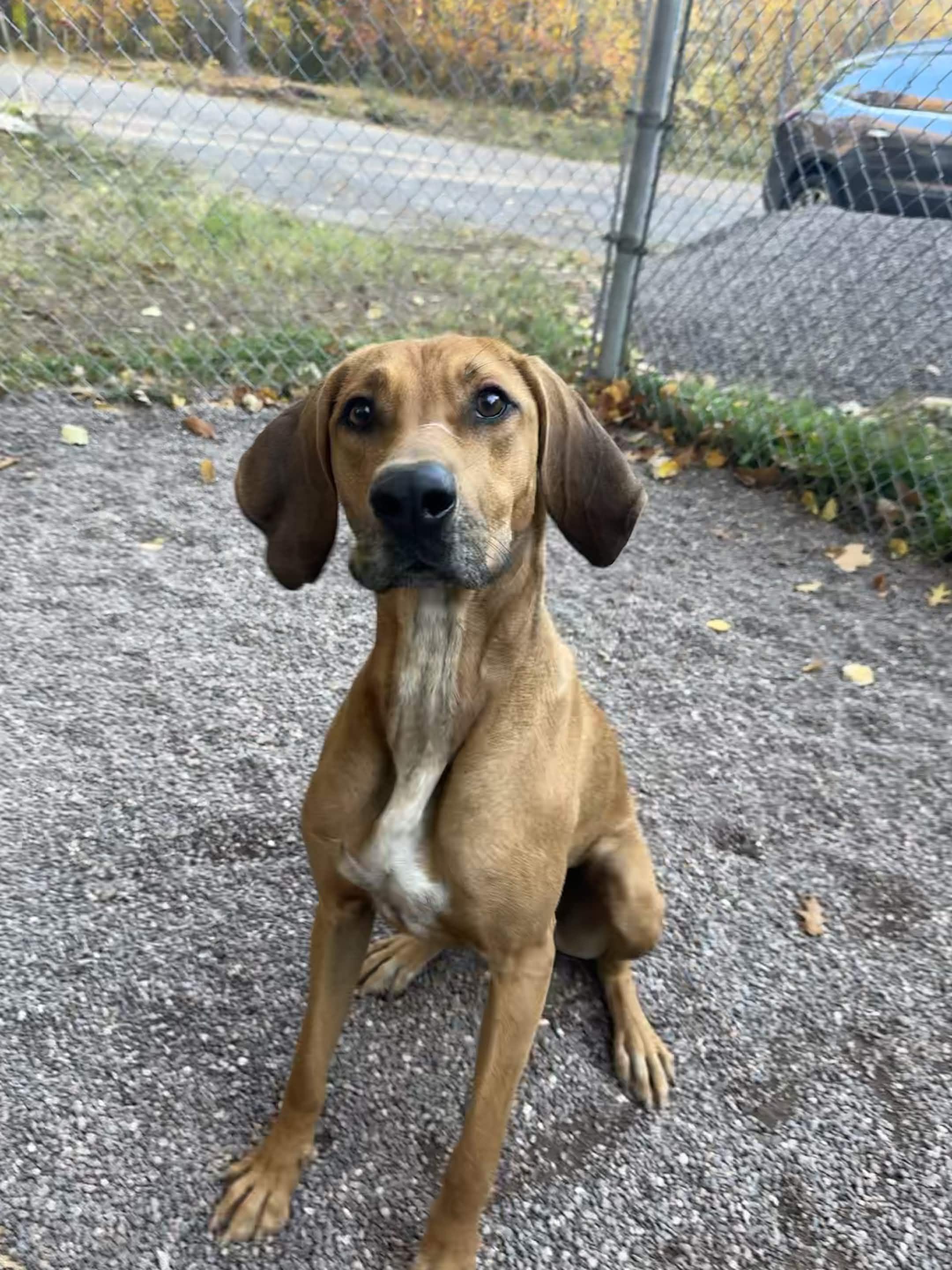 Enlarge Waldo, a Adoptable mixed breed in Houghton, MI image 2/5