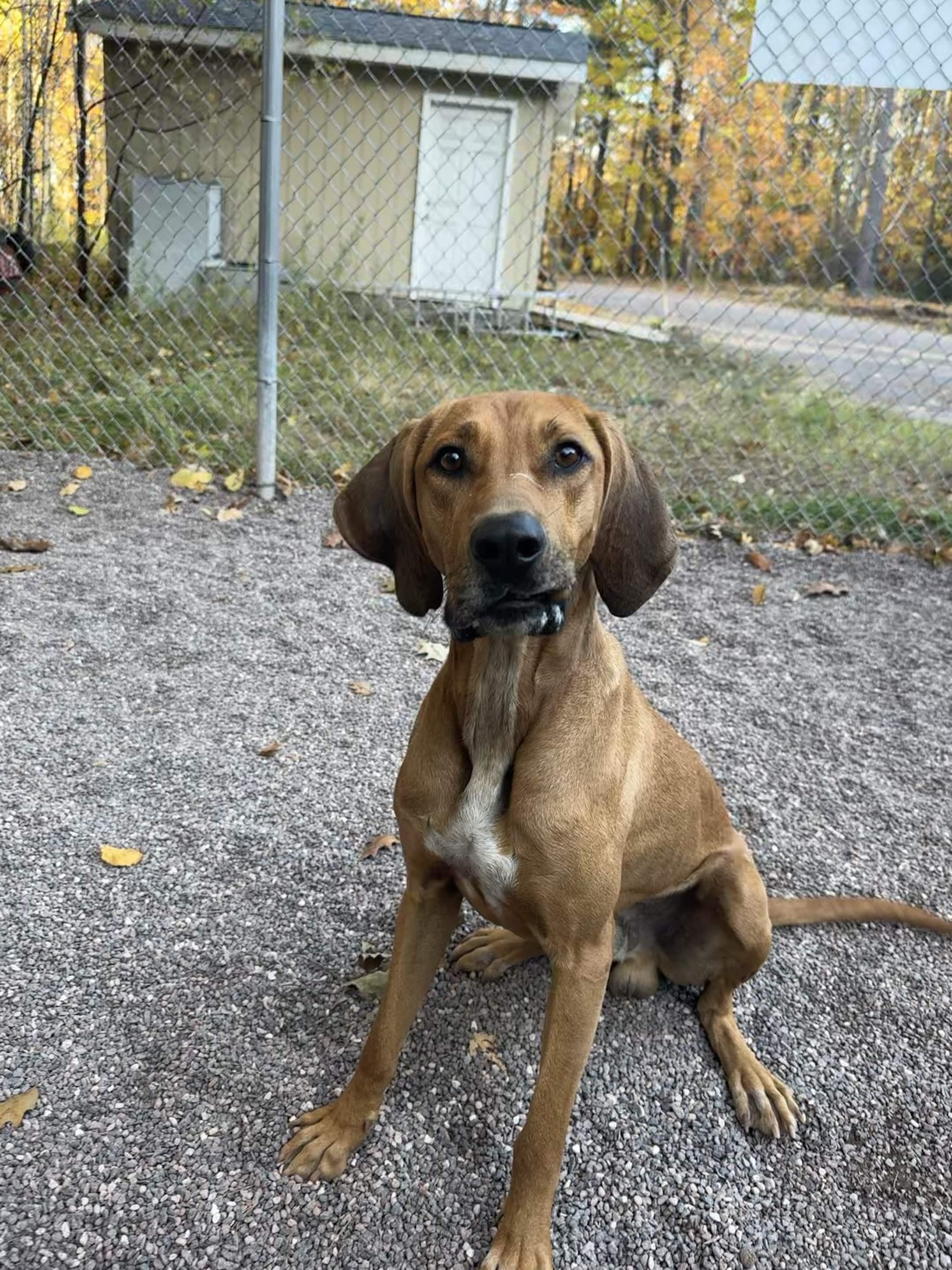 Enlarge Waldo, a Adoptable mixed breed in Houghton, MI image 3/5