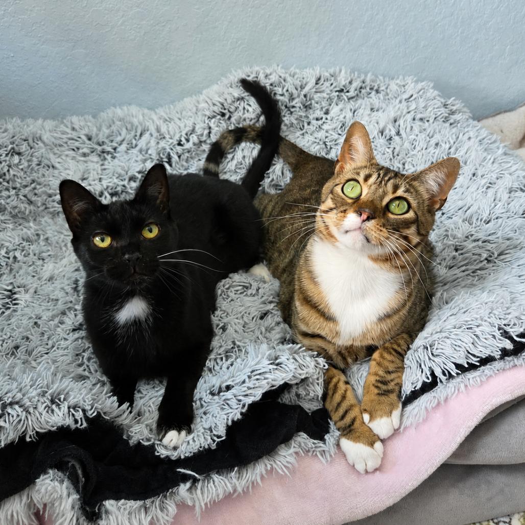 Enlarge Mac, a Adoptable Domestic Short Hair in Lutz, FL image 3/6