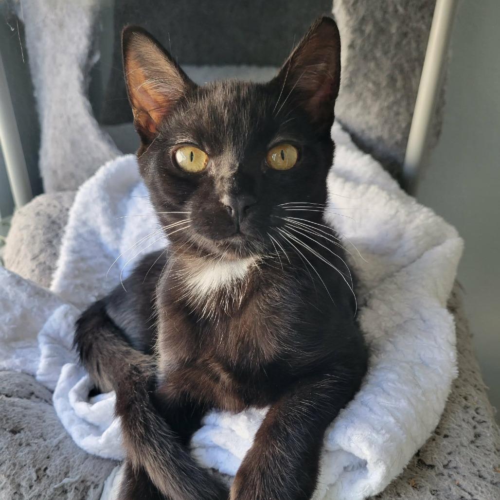 Enlarge Mac, a Adoptable Domestic Short Hair in Lutz, FL image 1/4