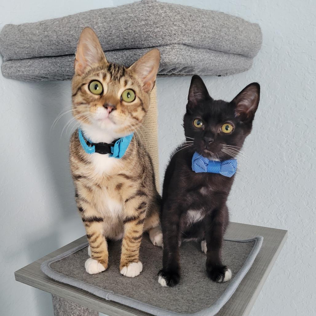 Enlarge Mac, a Adoptable Domestic Short Hair in Lutz, FL image 2/4