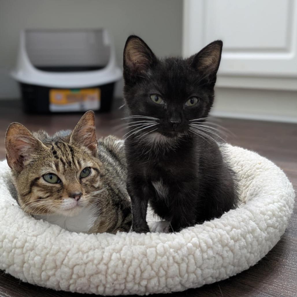 Enlarge Mac, a Adoptable Domestic Short Hair in Lutz, FL image 3/4