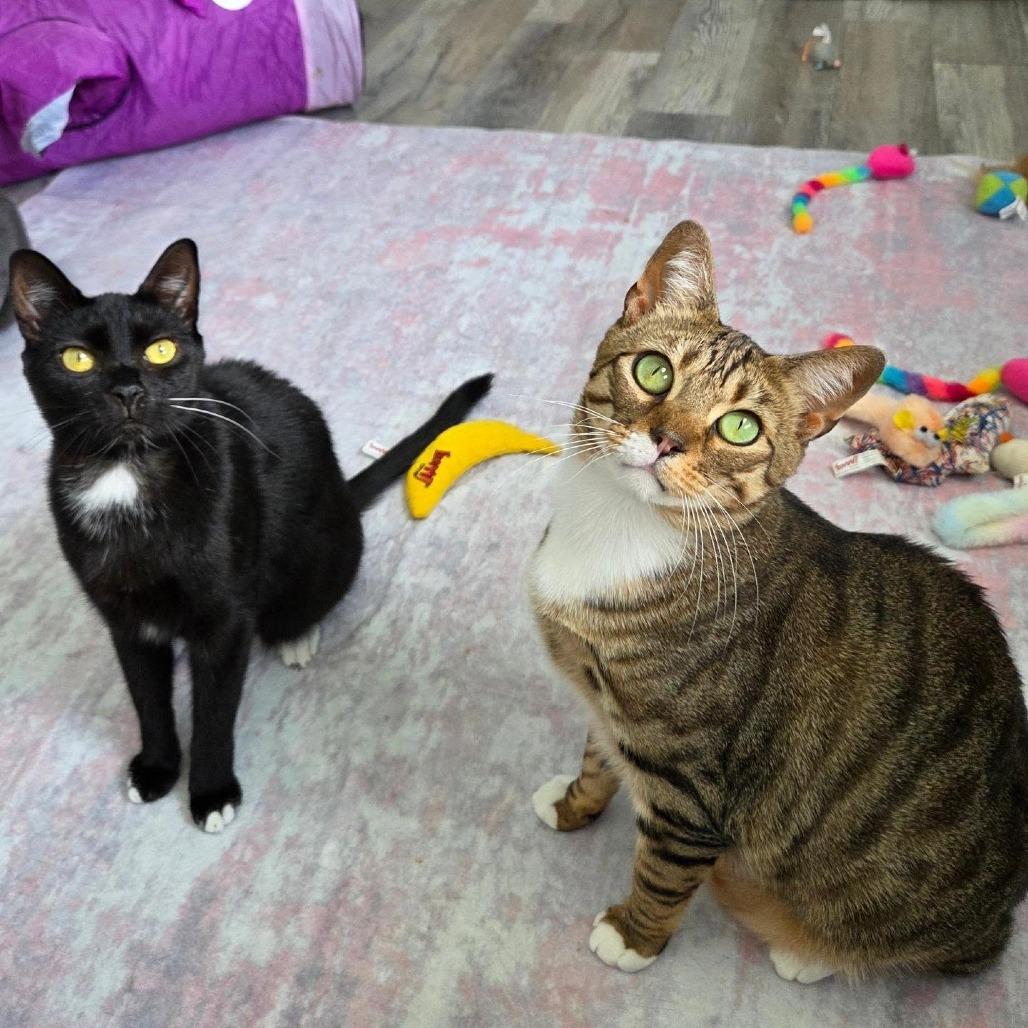 Enlarge Mac, a Adoptable Domestic Short Hair in Lutz, FL image 2/6