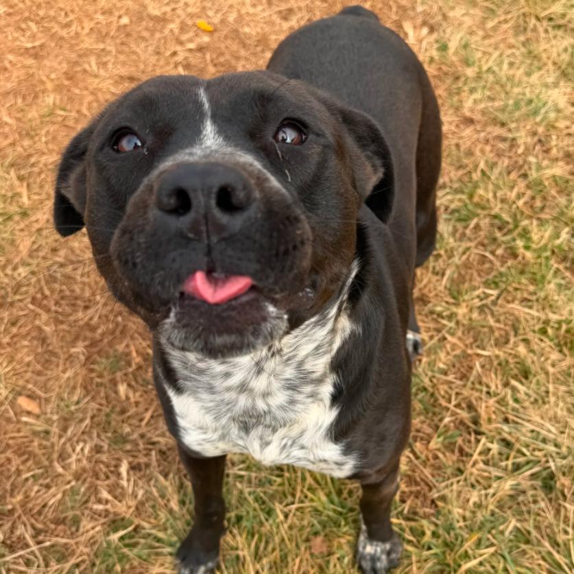 Enlarge Pouncer, a Adoptable mixed breed in Winchester, TN image 1/4