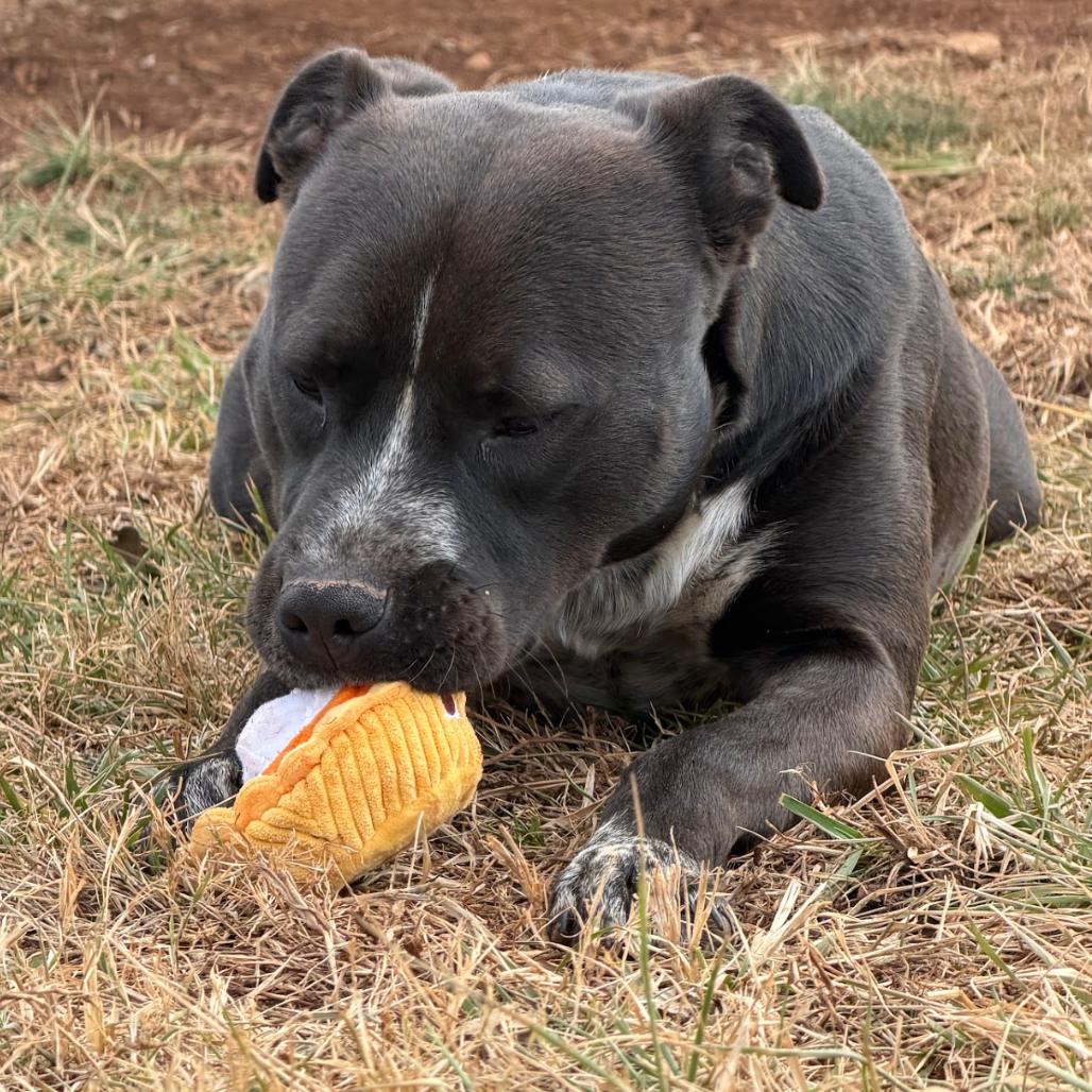 Enlarge Pouncer, a Adoptable mixed breed in Winchester, TN image 2/4