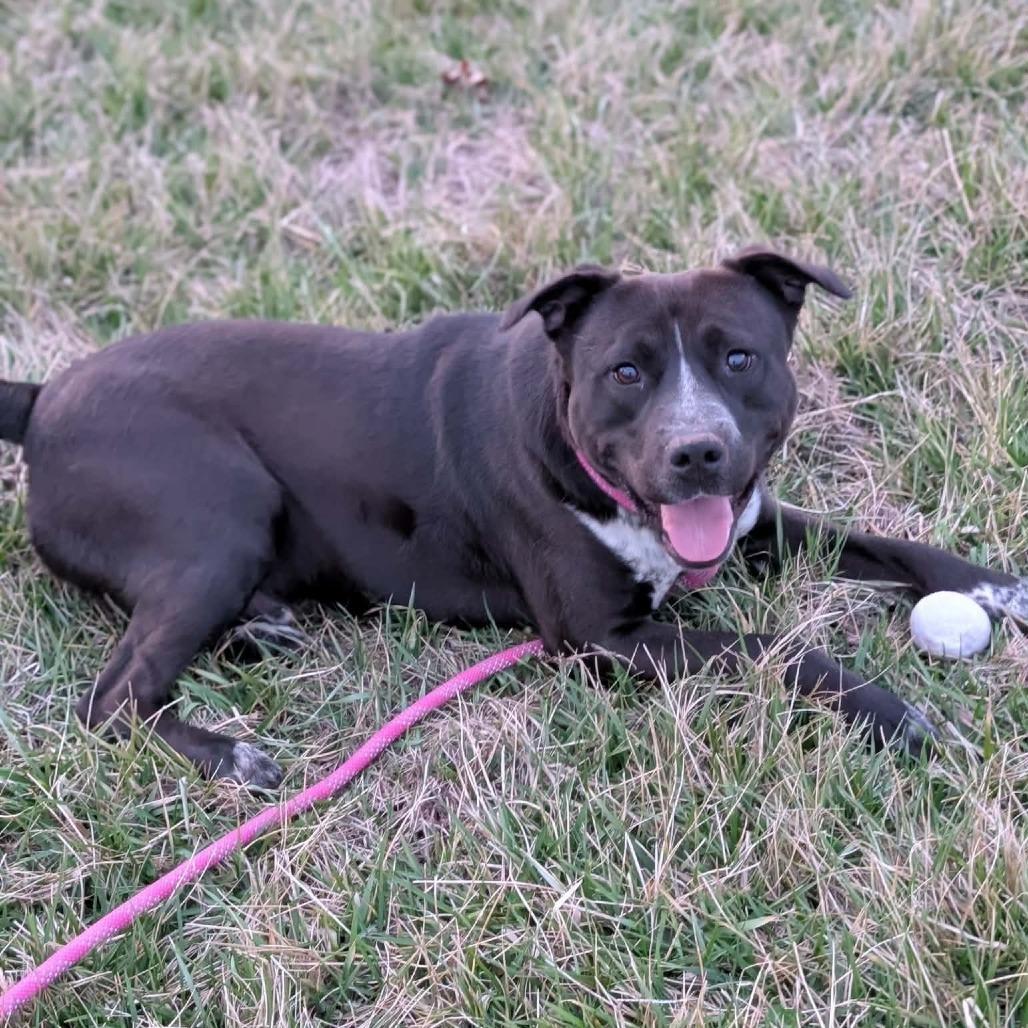 Enlarge Pouncer, a Adoptable mixed breed in Winchester, TN image 3/5
