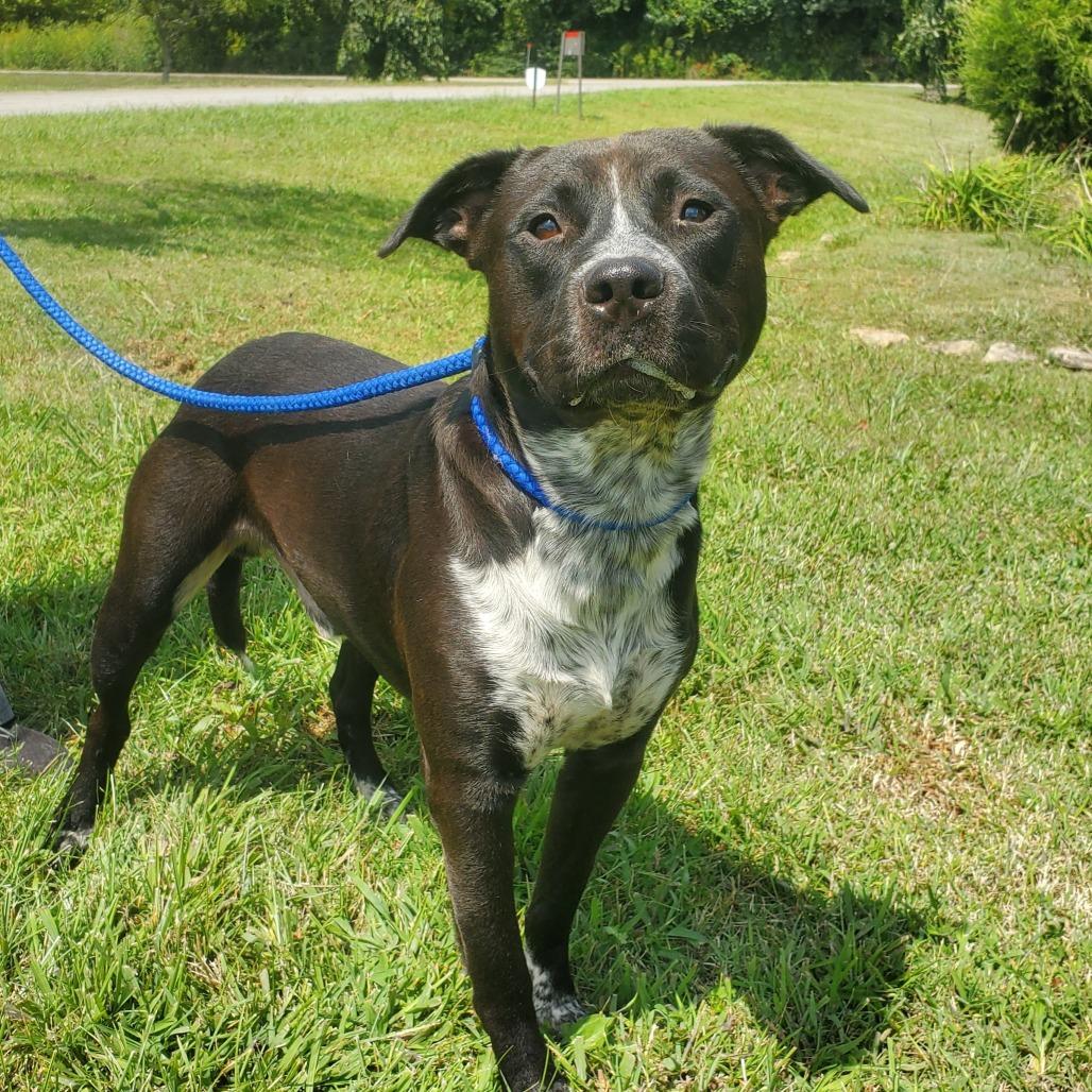 Enlarge Pouncer, a Adoptable mixed breed in Winchester, TN image 1/1