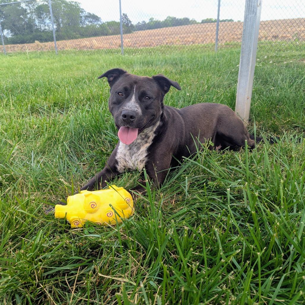 Enlarge Pouncer, a Adoptable mixed breed in Winchester, TN image 2/5
