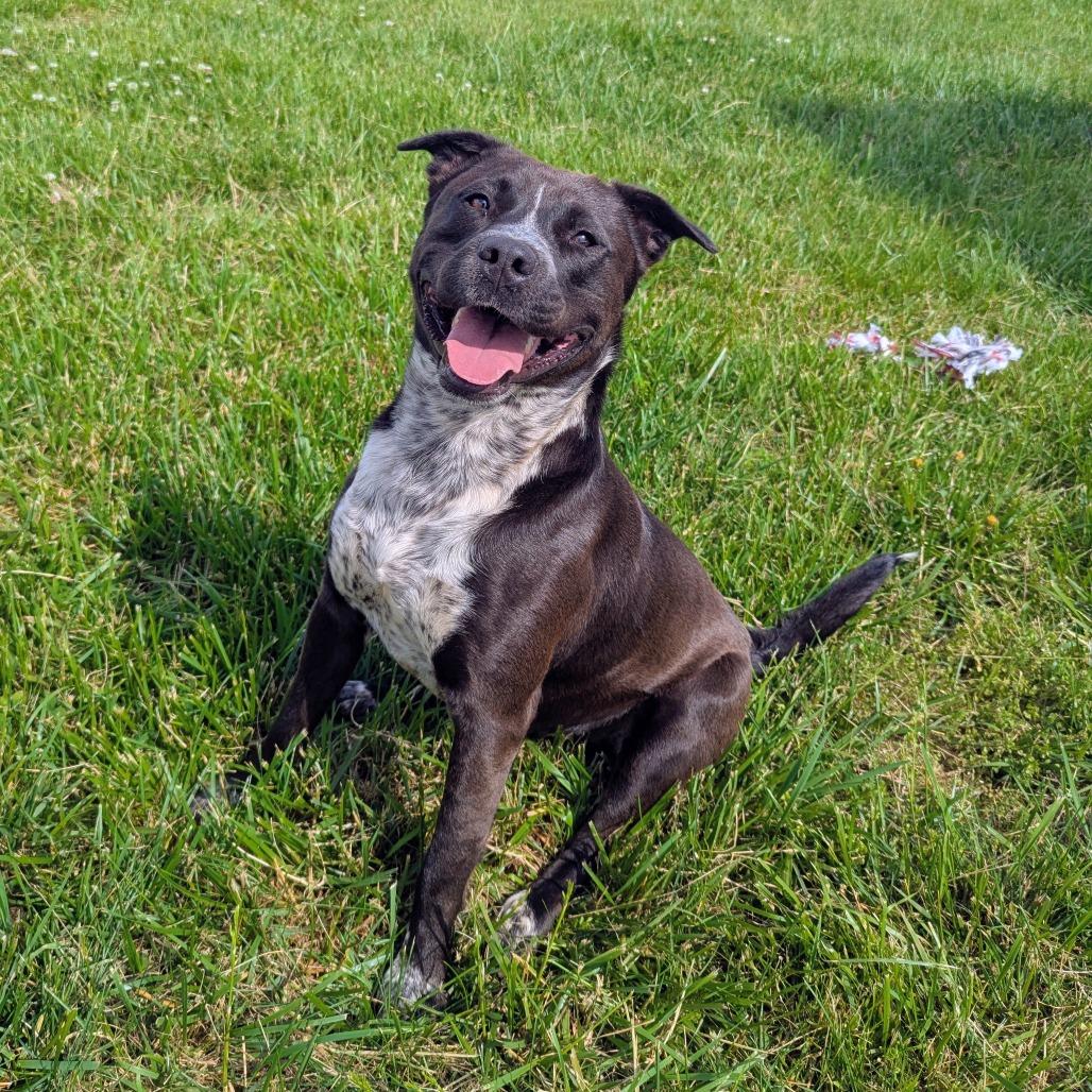 Enlarge Pouncer, a Adoptable mixed breed in Winchester, TN image 3/5