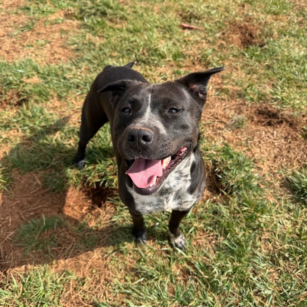 Enlarge Pouncer, a Adoptable mixed breed in Winchester, TN image 6/6