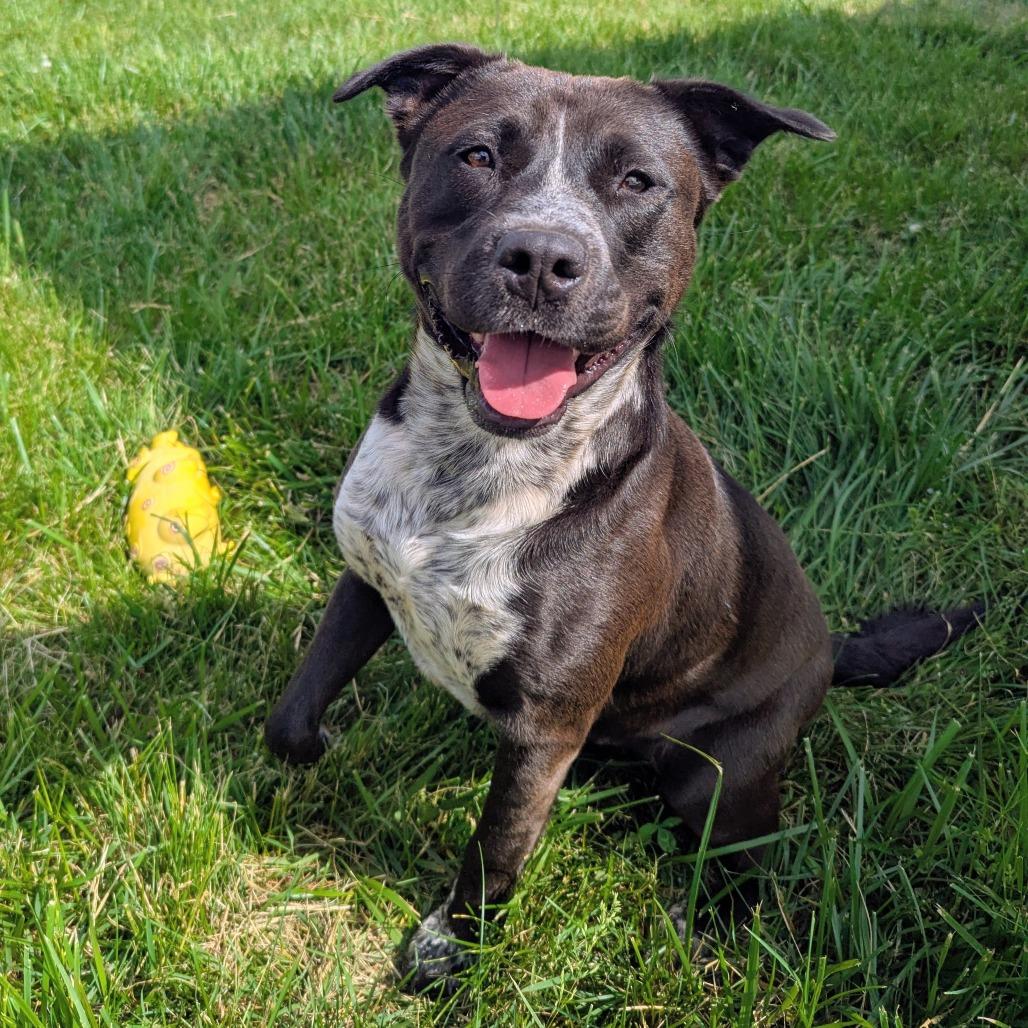 Enlarge Pouncer, a Adoptable mixed breed in Winchester, TN image 5/5