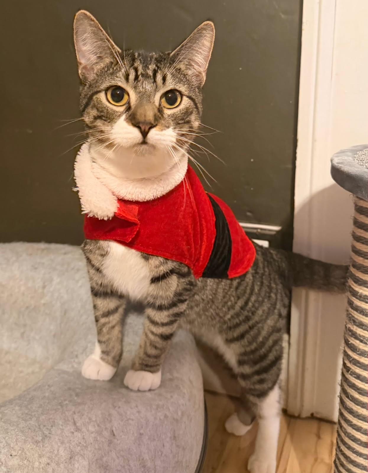 Leonardo, adopted, Young Male Domestic Short Hair.