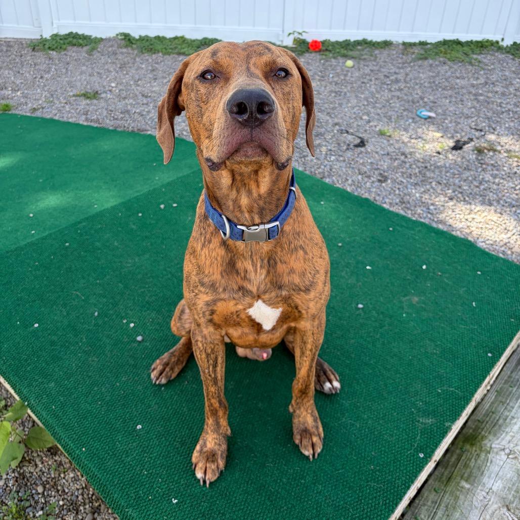Mkgee, Adoptable, Young Male Hound & Mixed Breed.