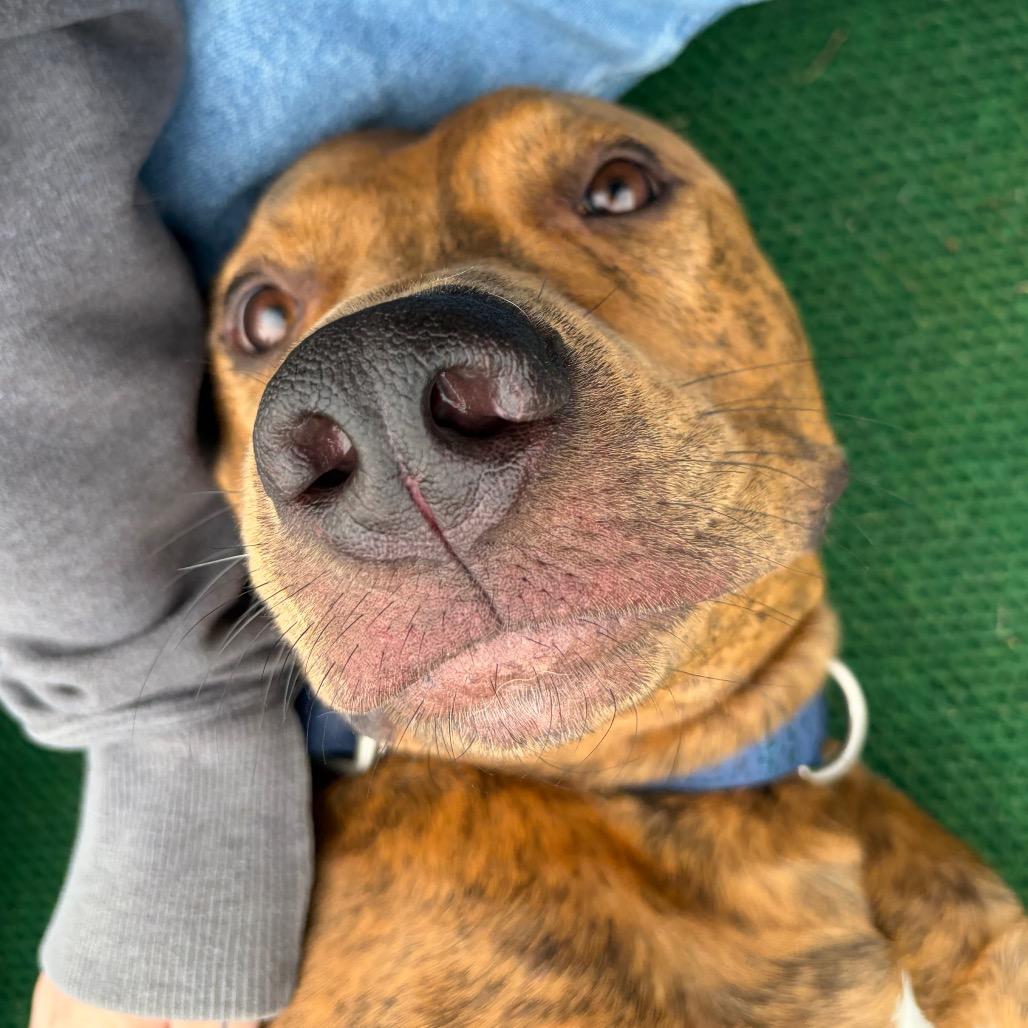 Enlarge Mkgee, a Adoptable mixed breed in Binghamton, NY image 2/3