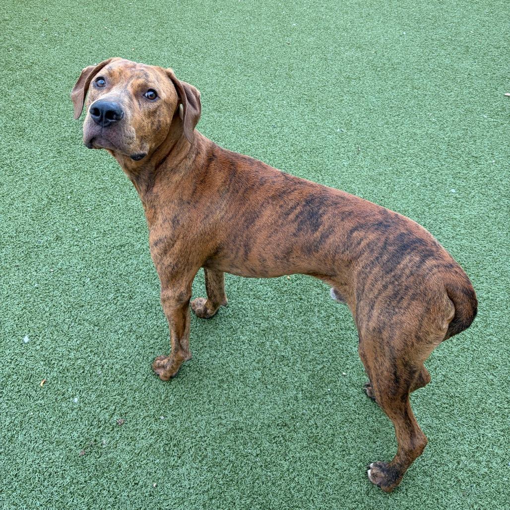 Enlarge Mkgee, a Adoptable mixed breed in Binghamton, NY image 3/3