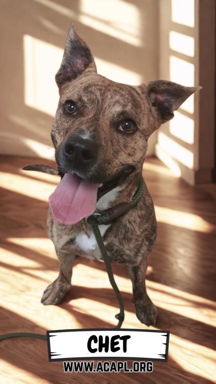 Chet, Adoptable, Adult Male Pit Bull Terrier & Mixed Breed.