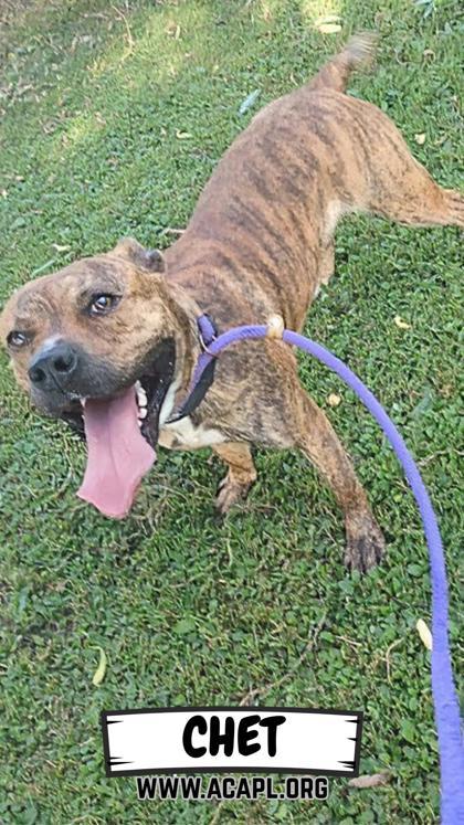 Chet, a Adoptable mixed breed in Ashtabula, OH image 2/3