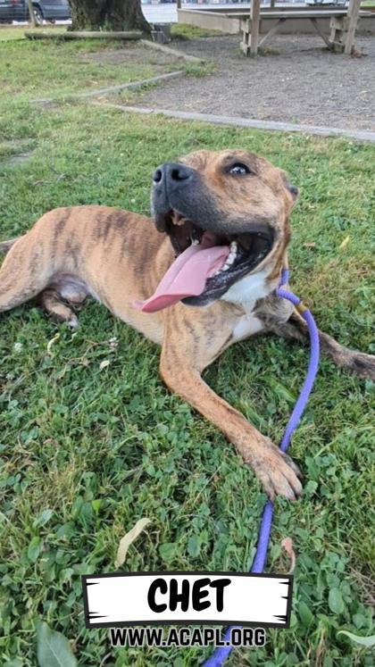 Enlarge Chet, a Adoptable mixed breed in Ashtabula, OH image 4/5