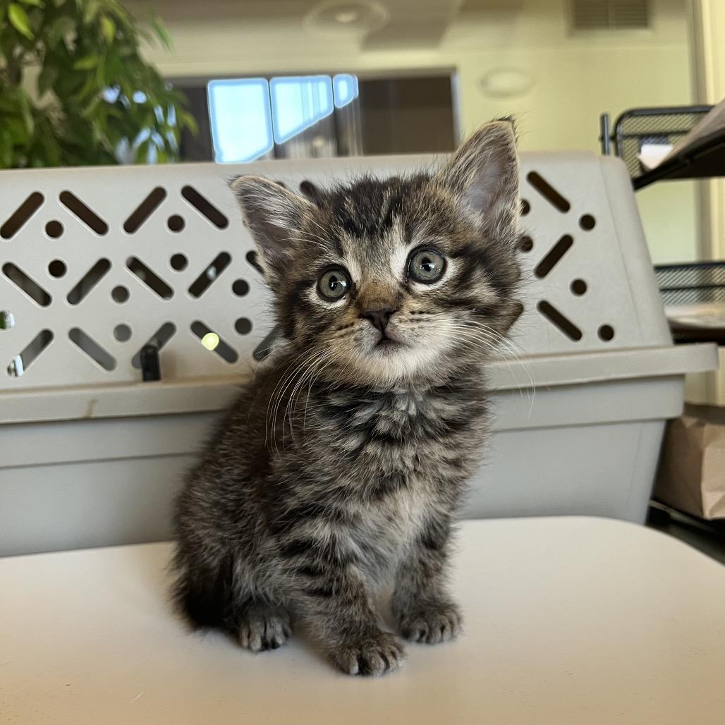 Harriet, Adoptable, Kitten Female Domestic Short Hair.