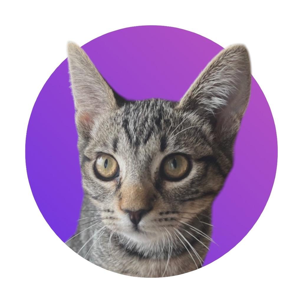 Harriet, a Adoptable Domestic Short Hair in Pacific Grove, CA image 2/6